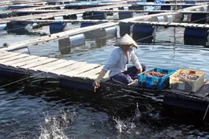 Một bè cá của người Trung Quốc tại Cam Ranh, năm 2012.