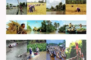 Thành lập Hội đồng điều phối phát triển vùng  ĐBSCL