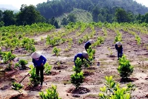 Thu hút mọi nguồn lực để trồng thành công một tỷ cây xanh