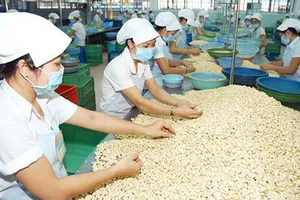 Khẩn trương tháo gỡ vụ nhiều doanh nghiệp xuất khẩu điều có nguy cơ mất hàng trăm triệu USD