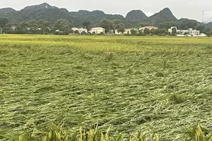 Thủ tướng yêu cầu tập trung triển khai các biện pháp nhanh chóng phục hồi sản xuất nông nghiệp sau bão số 3 và mưa lũ