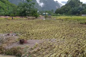 Chính phủ quy định mức hỗ trợ sản xuất nông nghiệp bị thiệt hại do thiên tai, dịch hại thực vật