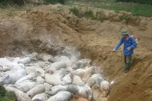Chính phủ hỗ trợ cơ sở sản xuất có động vật buộc phải tiêu hủy do dịch bệnh