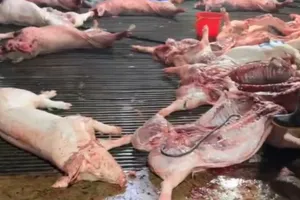 Công an TP Hà Nội đã khởi tố vụ án, khởi tố 8 bị can trong đường dây giết mổ, tiêu thụ heo dịch xảy ra trên địa bàn TP Hà Nội