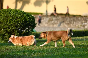 Không đeo rọ mõm cho chó ở nơi công cộng bị phạt tới 2 triệu đồng