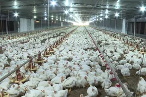 Một trang trại nuôi gà lông trắng tại xã Phú Giáo (TPHCM). Ảnh: ĐỨC TRUNG