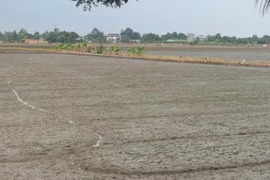 Khu vực đất trồng lúa tại huyện Thủ Thừa, tỉnh Long An. Ảnh: Thanh Hiền