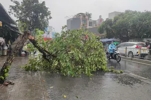 Cây xanh ngã đổ tại tuyến đường Nguyễn Thái Sơn, phường Hạnh Thông, TPHCM. Ảnh: THANH HIỀN