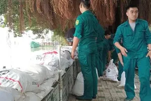 Lực lượng dân quân tự vệ phường Bình Quới, TPHCM gia cố đê bao bờ sông Sài Gòn. Ảnh: MINH HẢI