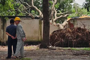 Cổ thụ bật gốc đè sập tường, mái tôn ở KCN Vĩnh Lộc