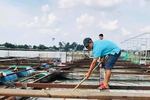 Cá bè chết bất thường trên sông Đồng Nai