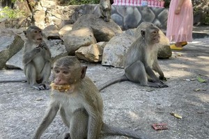 猴子因长期被投喂而不惧人类，频繁上街道接近行人。