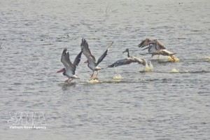 该斑嘴鹈鹕群共有6只，降落在沼泽地区觅食。