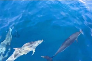 海豚群欢快地追随船只游动。(图片截自视频)