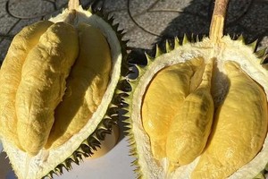 西区果园的Ri6榴梿。