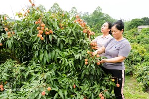 北宁省早熟荔枝深受市场青睐，出口逾1000吨。