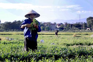 富寿农民在炎热天气下下田收割农作物。图自越通社。