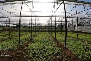 温室、网室和玻璃温室受环境和天气的影响较小。图自越通社。