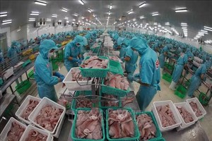 越南星晨集团工厂加工出口用巴沙鱼片。资料图片：越通社