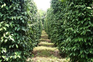 越南胡椒出口额达13.2亿美元。图自越通社