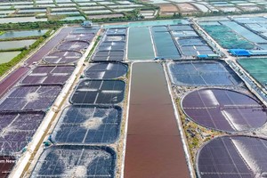 越南清洁水产股份公司的超高密度养虾养殖区。图：越通社