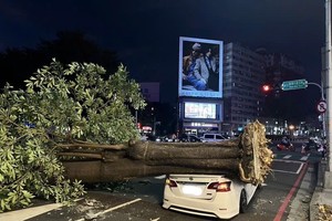 10月22日下午，台风“蔷琵”带来的强风导致台湾地区台中市一棵大树连根拔起，压中两辆汽车。图：CNA
