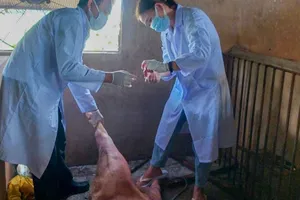 Long An: Tiêu hủy đàn heo dương tính với dịch tả heo châu Phi