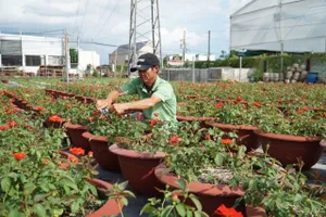 Bà Rịa - Vũng Tàu: Làng hoa Kim Dinh xuống giống 22ha hoa tết