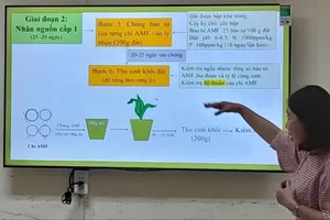 Tạo nấm nội cộng sinh phục vụ sản xuất rau sạch