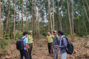 Lực lượng kiểm lâm kiểm tra hiện trường vụ khai thác rừng keo tràm trái phép lòng hồ Vạn Định