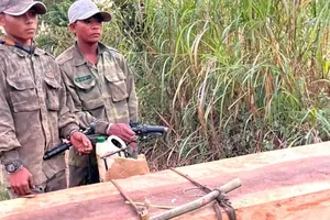 Tạm giữ các đối tượng cưa hạ trái phép 31 cây gỗ 