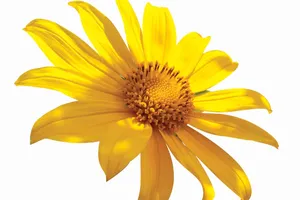 Khi cửa thêm rộng mở 