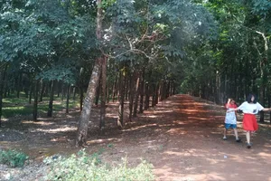 Podcast: Miền lá xanh non