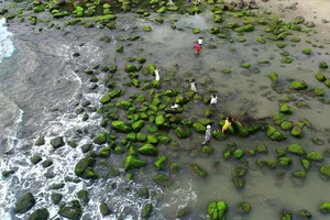 Nằm cách trung tâm thành phố chừng 17km về phía Tây Bắc, rạn Nam Ô hay còn gọi là ghềnh đá Nam Ô (thuộc làng chài Nam Ô, quận Liên Chiểu, TP Đà Nẵng) luôn là điểm đến được nhiều bạn trẻ săn đón