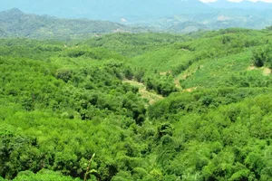 Bán thêm 1 triệu tấn tín chỉ carbon cho nước ngoài