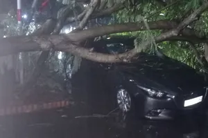 Hà Nội xuất hiện mưa đá, dông lớn quật đổ cây xanh