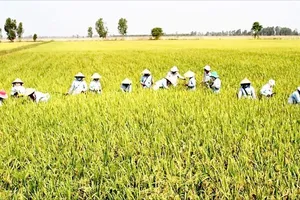 Đề xuất tăng mức hỗ trợ để giữ đất lúa