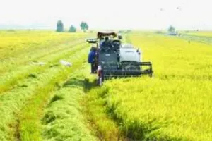 Lần đầu thí điểm tạo tín chỉ carbon từ trồng lúa