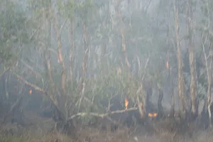 Trồng lại cây tràm bị cháy ở Vườn Quốc gia Tràm Chim