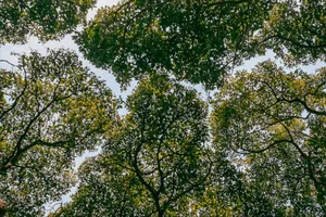 Khoảng không giữa các tán lá của cây sycamore tạo nên sự che chở, cũng phát triển và vươn cao