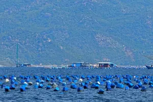 Lồng bè dày đặc gần luồng hàng hải