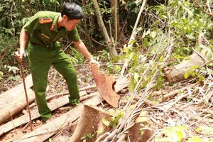 Hiện trường vụ phá rừng ở lô 1C, khoảnh 6, Tiểu khu 687 thuộc thôn Tà Lêng, xã Đakrông