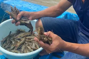Nông dân ĐBSCl thu hoạch tôm