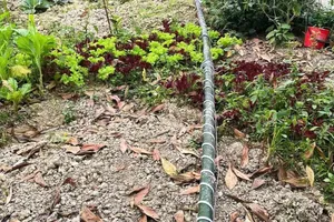 Thanh Hóa: Dựng cây nêu đón tết, một người bị điện giật tử vong