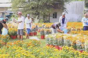 Nhà vườn TP Biên Hòa xuất bán hoa tết tại vườn. Ảnh: VĂN PHONG