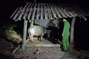 Dùng xe tải đi trộm trâu 