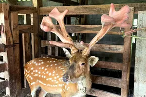 Con hươu có cặp lộc nhung "khủng" 