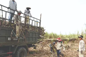 Ngành mía đường thắng lớn sau 7 năm thất bát 