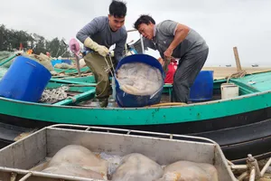 Ngư dân ở xã Thạch Trị đánh bắt, đưa sứa biển vào bờ 