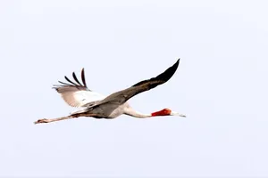 Đồng Tháp tiếp nhận 6 cá thể sếu đầu đỏ về Việt Nam vào tối 10-4